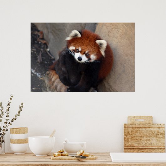 Poster Red Panda (Keuken)