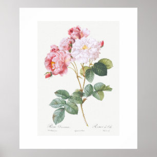 POSTER: REDOUTÉ : PINK ROSEBUSH POSTER