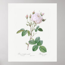 POSTER : REDOUTÉ : WITTE KABBAGE ROOS