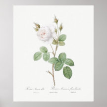 POSTER : REDOUTÉ : WITTE MOSS ROOS