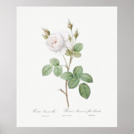 POSTER : REDOUTÉ : WITTE MOSS ROOS