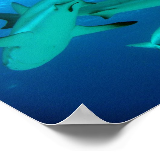 Poster Ref Sharks (Hoek)