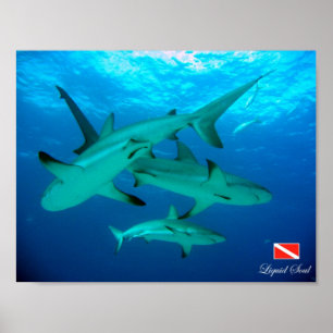 Poster Ref Sharks