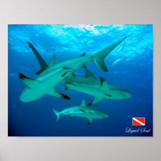 Poster Ref Sharks