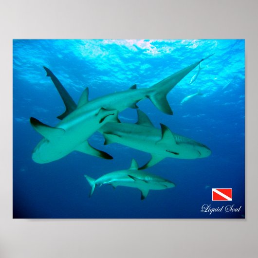 Poster Ref Sharks (Voorkant)