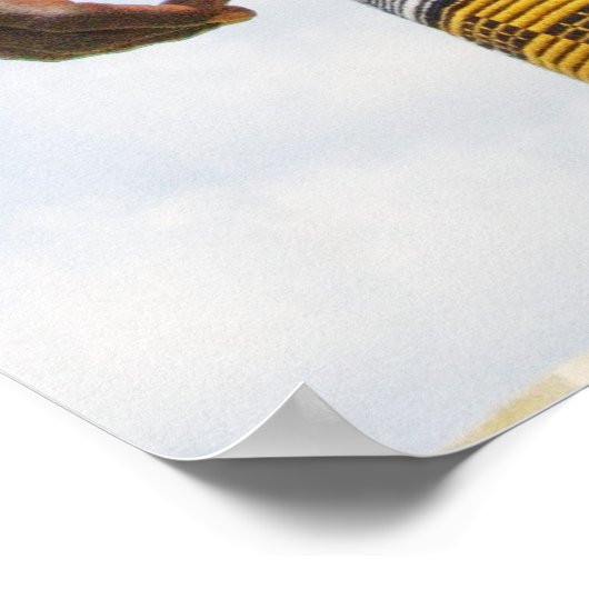 Poster, Regal African Poster (Hoek)