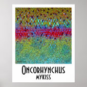 Poster regenboogforel (Voorkant)