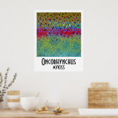 Poster regenboogforel (Keuken)