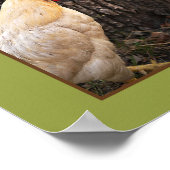 Poster-Rhode Island White Rooster Poster (Hoek)