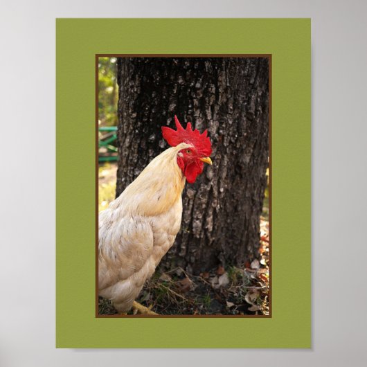 Poster-Rhode Island White Rooster Poster (Voorkant)
