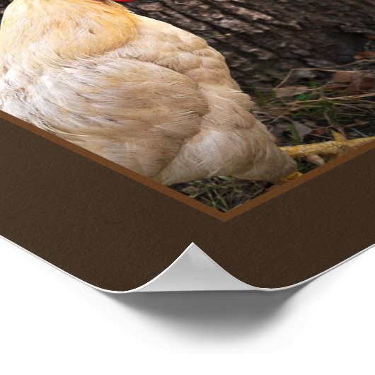 Poster-Rhode Island White Rooster Poster (Hoek)