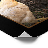 Poster-Rhode Island White Rooster Poster (Hoek)