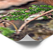 poster rode eekhoorntjesfoto (Hoek)