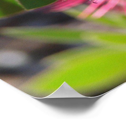 Poster rode flesborstel Australische bloemen (Hoek)