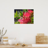 Poster rode flesborstel Australische bloemen (Keuken)