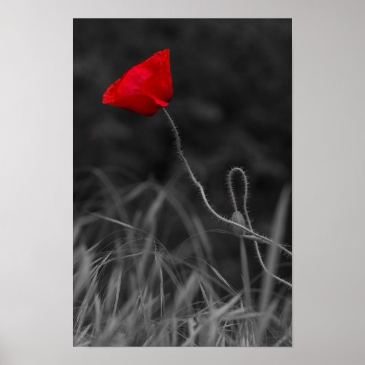 Poster Rode Klaproos Bloem (Voorkant)