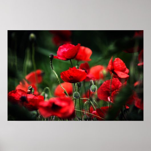 Poster Rode Klaprozen In Natuurfotografie (Voorkant)
