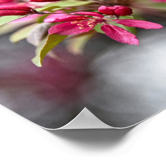 Poster Rode krab Apple Flowers (Hoek)