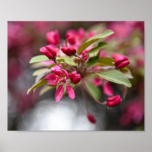 Poster Rode krab Apple Flowers (Voorkant)