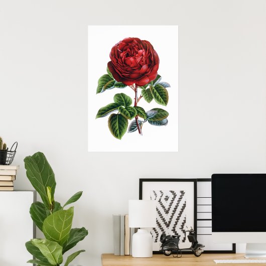 Poster rode rozen (Thuiskantoor)