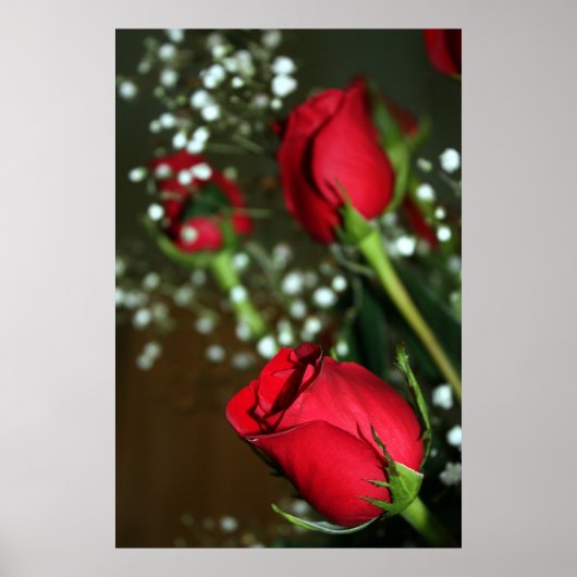 Poster rode rozen (Voorkant)