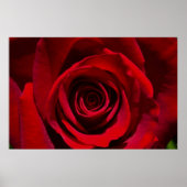 Poster rode rozenrood (Voorkant)