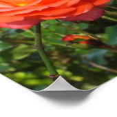 Poster rode rozenrood (Hoek)