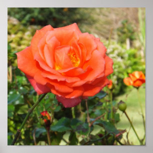 Poster rode rozenrood