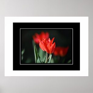 Poster rode tulpen