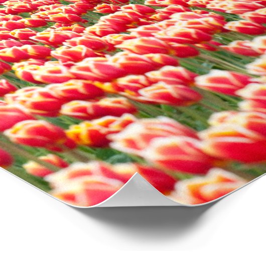 Poster rode tulpen (Hoek)