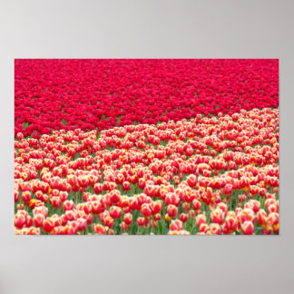 Poster rode tulpen