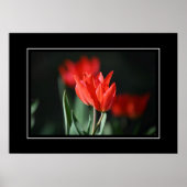 Poster rode tulpen (Voorkant)