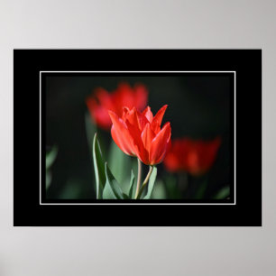 Poster rode tulpen