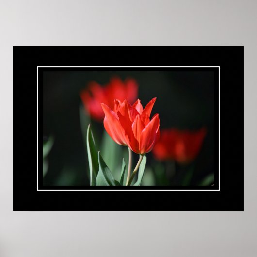 Poster rode tulpen (Voorkant)