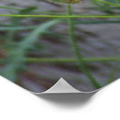 Poster Rode Veldcorn Poppies (Hoek)