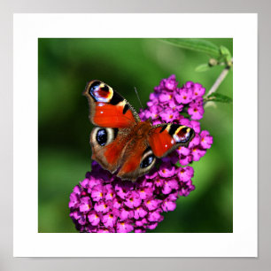 Poster rode vlinder en bloemen