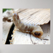 Poster rondom de kop (Voorkant)