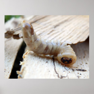 Poster rondom de kop