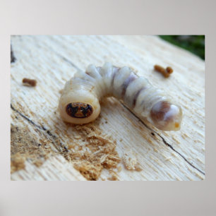 Poster rondom de kop