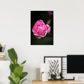 Poster Roos Bloem Natuur Fotografie (Thuiskantoor)