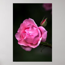 Poster Roos Bloem Natuur Fotografie