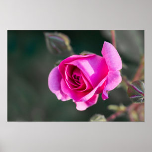 Poster Roos En Knoppen Foto