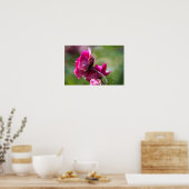 Poster Roos - Magenta Grace (Keuken)