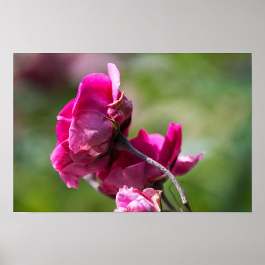 Poster Roos - Magenta Grace (Voorkant)