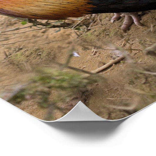 POSTER Roosters (Hoek)