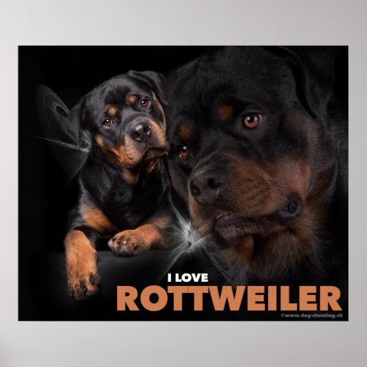 Poster Rottweiler (Voorkant)