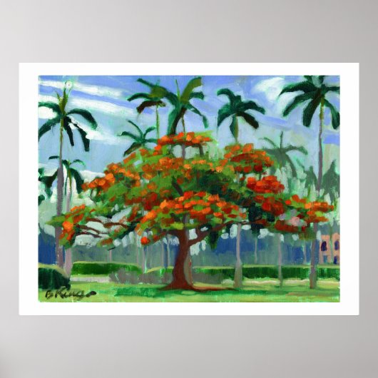 Poster Royal Poinciana (Voorkant)