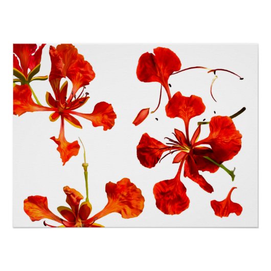 Poster Royal Poinciana (Voorkant)