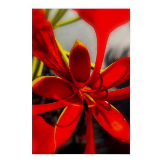 Poster Royal Poinciana (Voorkant)