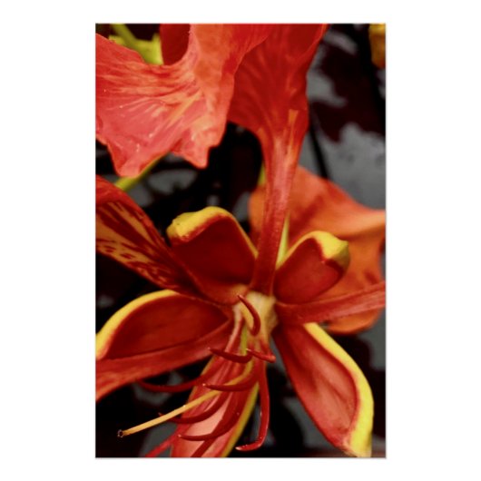 Poster Royal Poinciana (Voorkant)